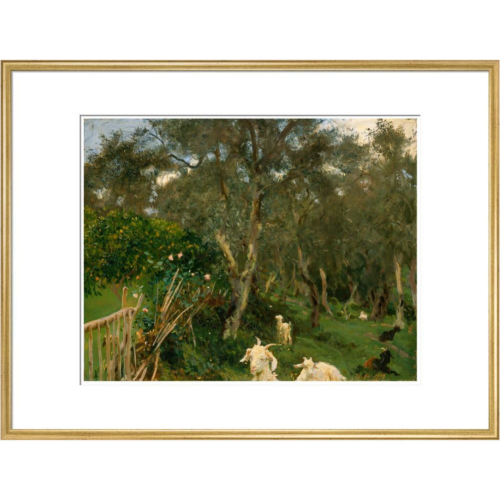 Olives in Corfu - Art print