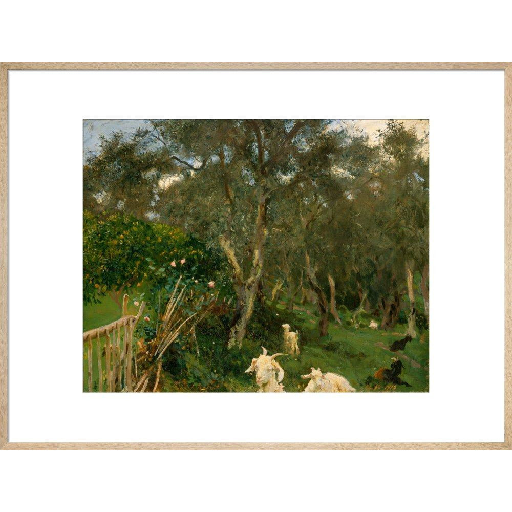 Olives in Corfu - Art print
