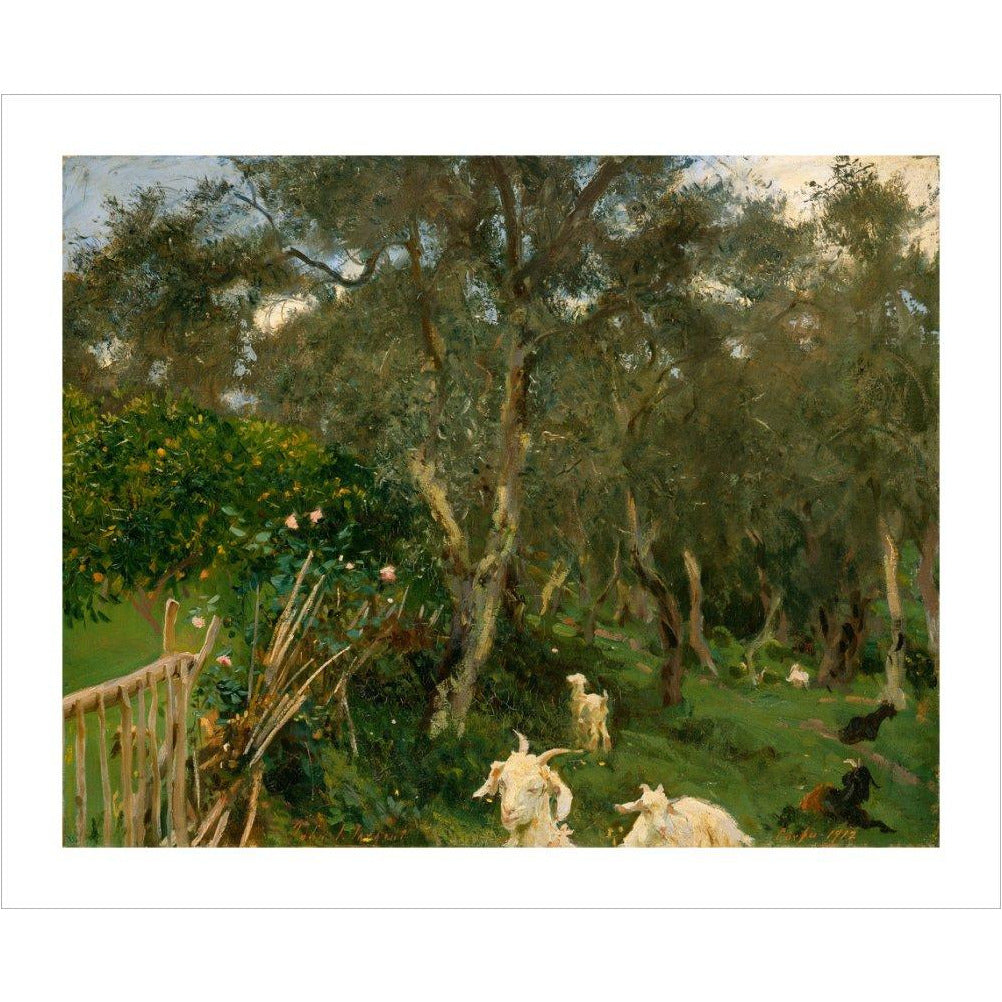 Olives in Corfu - Art print