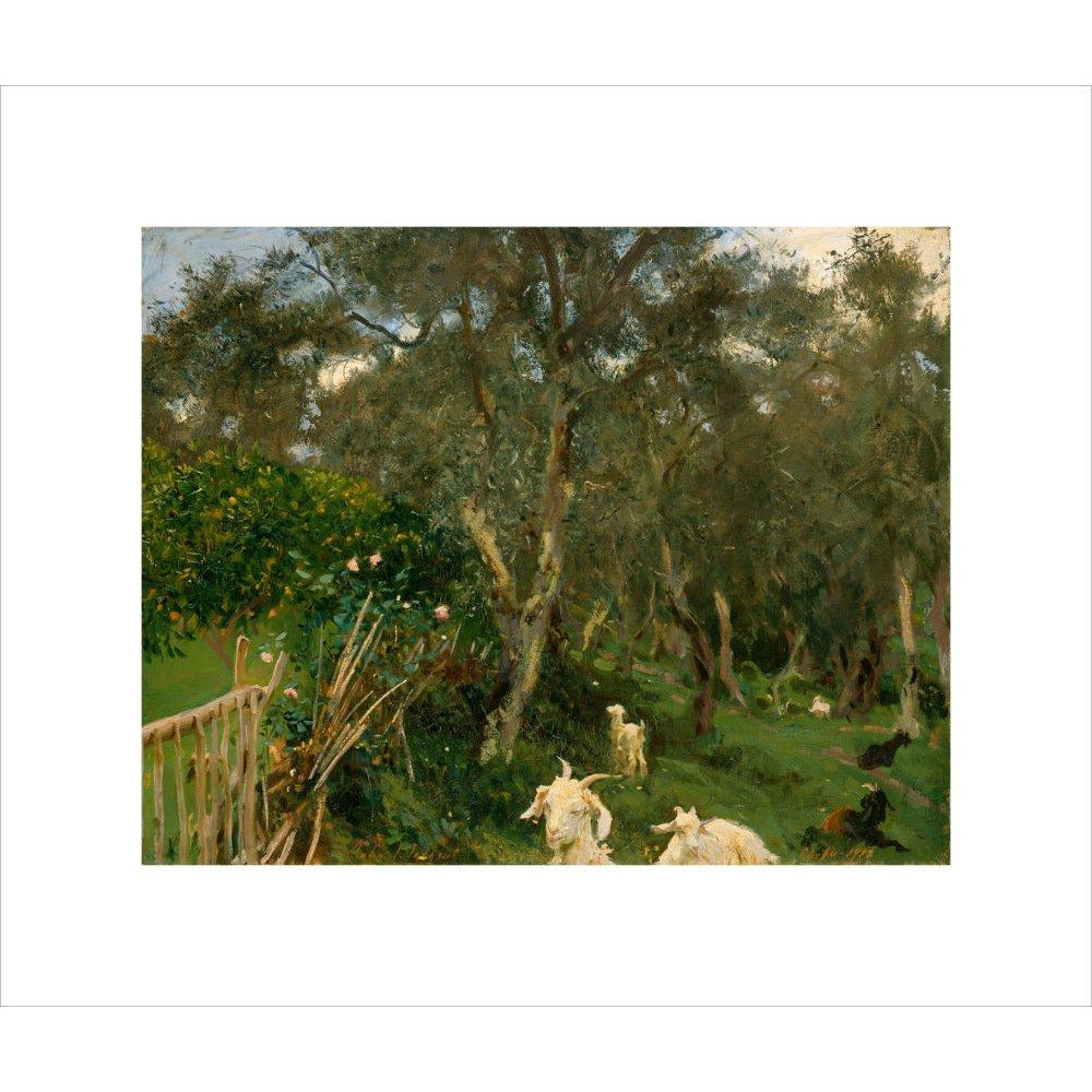 Olives in Corfu - Art print