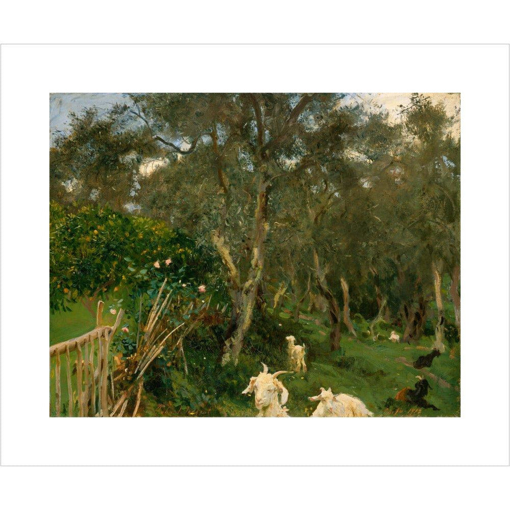Olives in Corfu - Art print