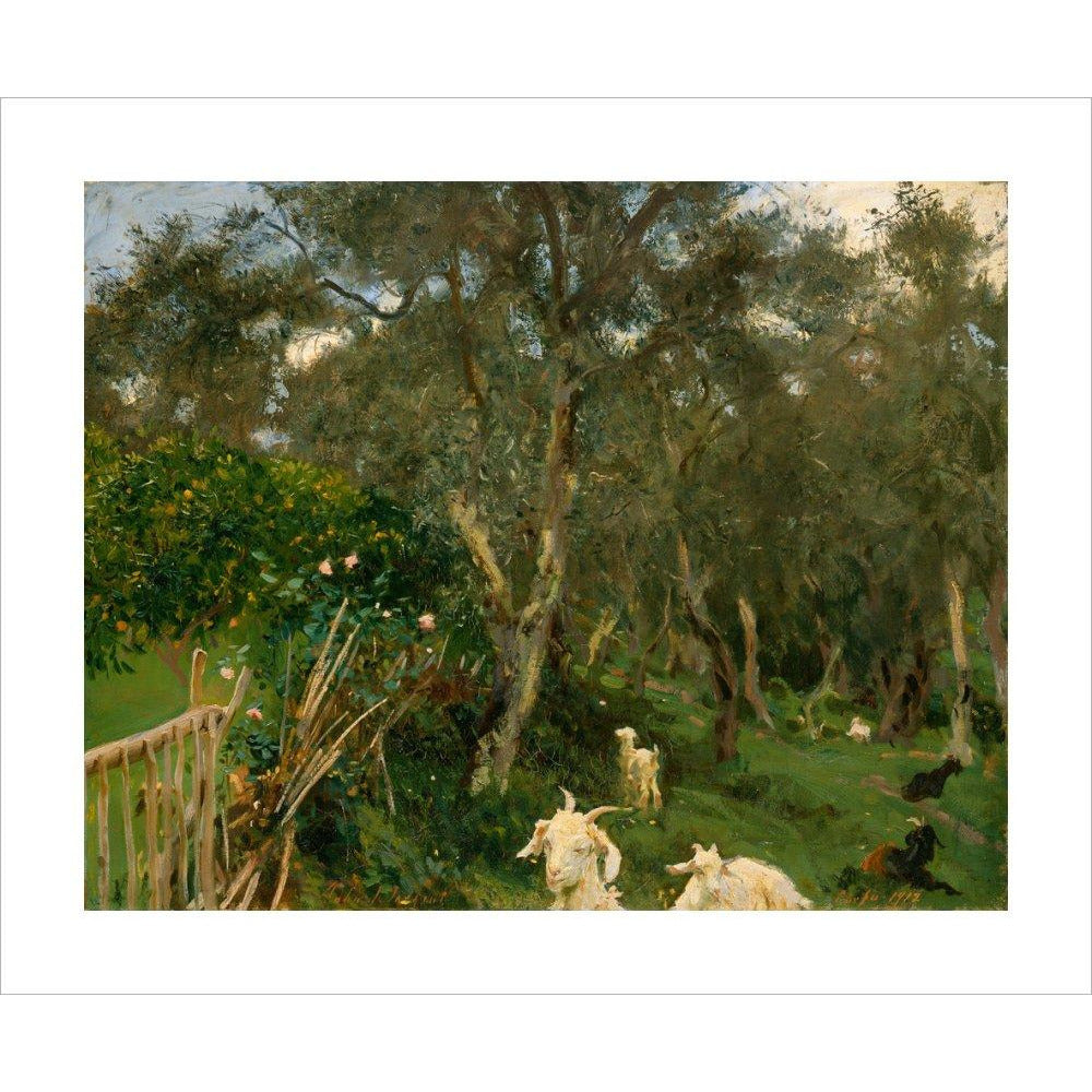Olives in Corfu - Art print