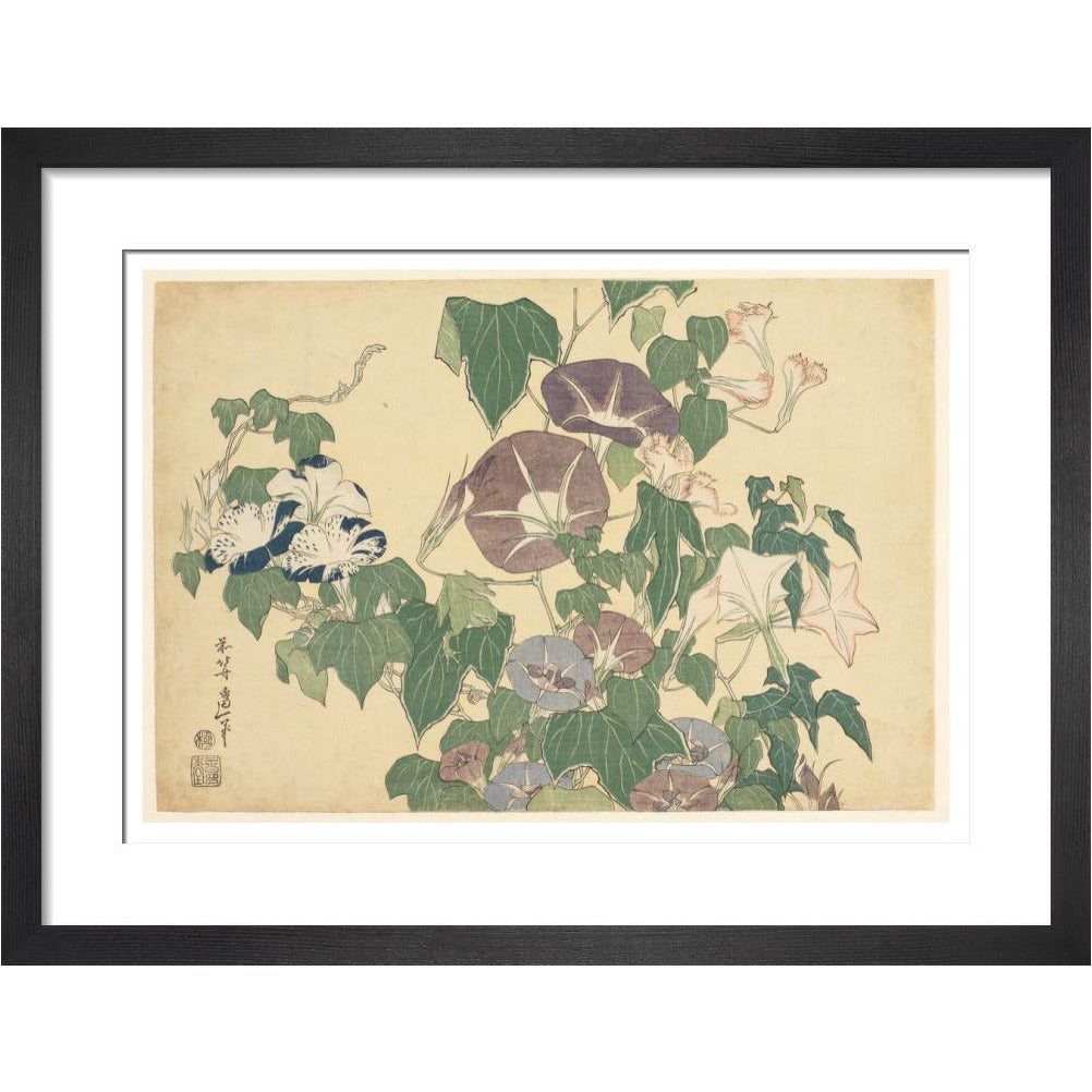 Convolvulus and Tree-Frog - Art print