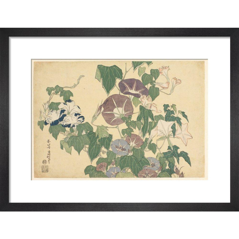 Convolvulus and Tree-Frog - Art print