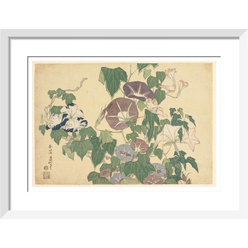 Convolvulus and Tree-Frog - Art print