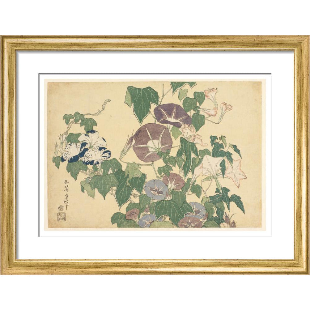 Convolvulus and Tree-Frog - Art print