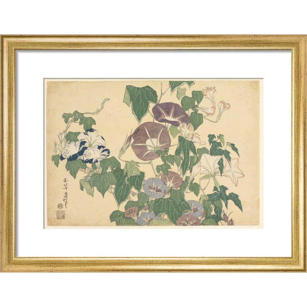 Convolvulus and Tree-Frog - Art print