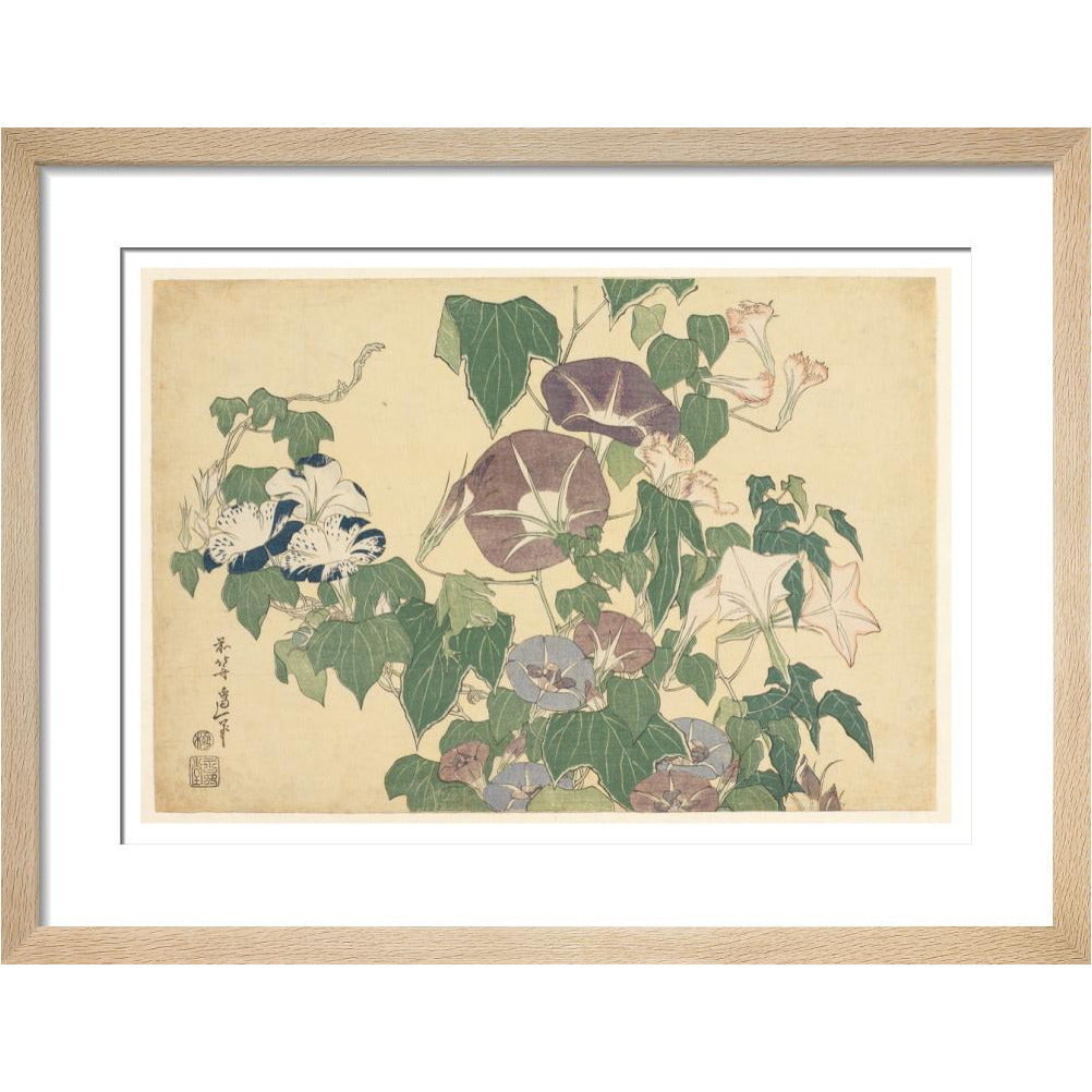 Convolvulus and Tree-Frog - Art print