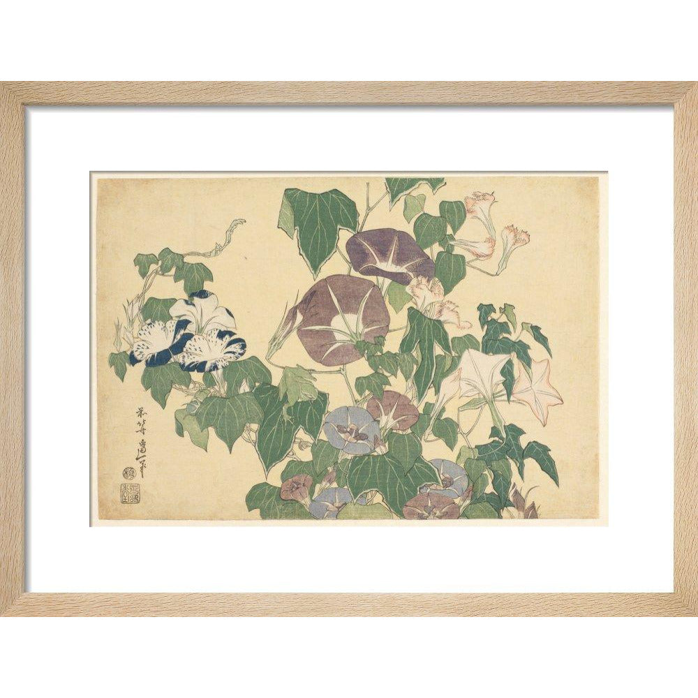 Convolvulus and Tree-Frog - Art print