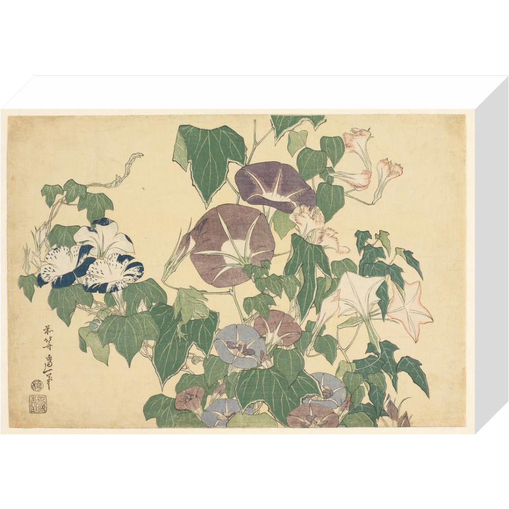 Convolvulus and Tree-Frog - Art print