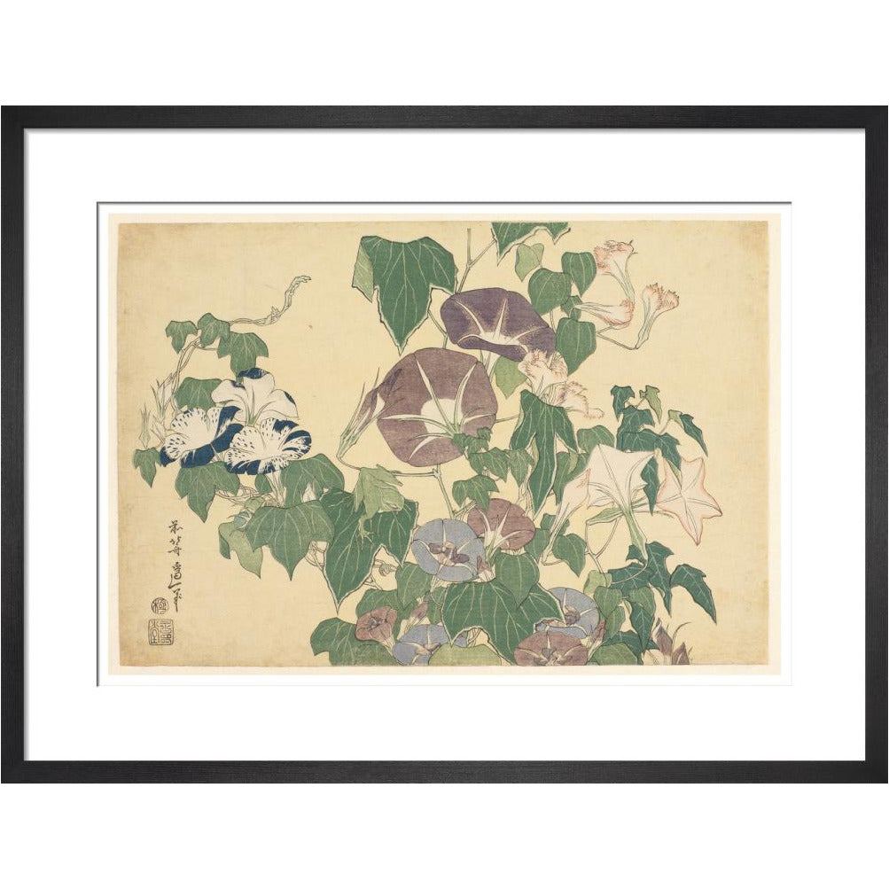 Convolvulus and Tree-Frog - Art print