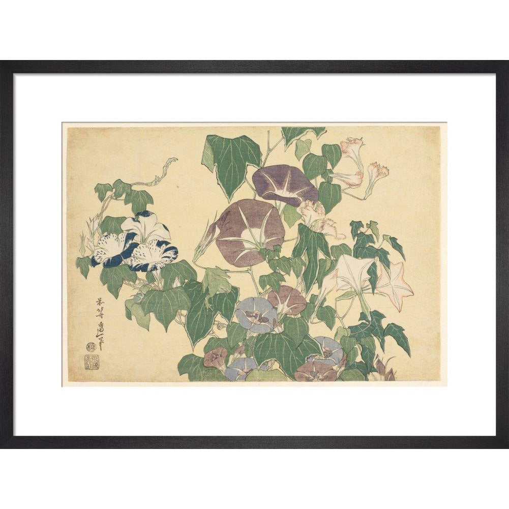Convolvulus and Tree-Frog - Art print