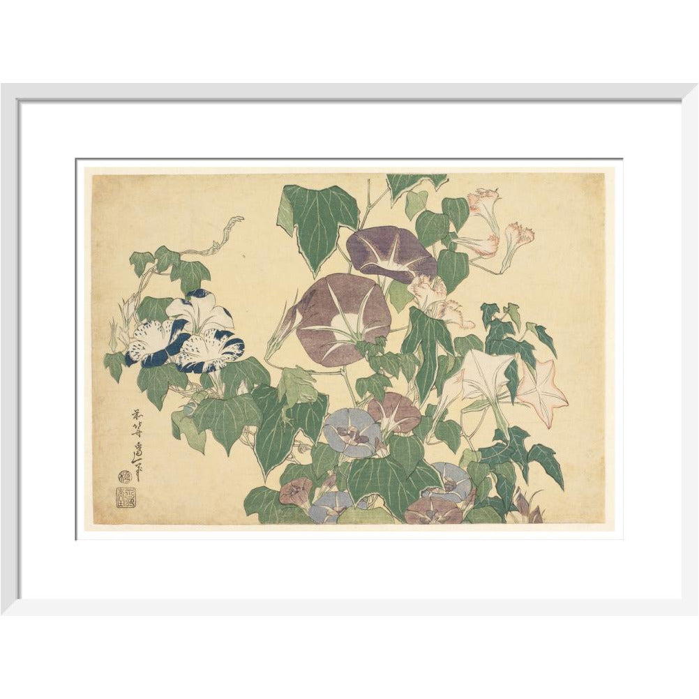 Convolvulus and Tree-Frog - Art print