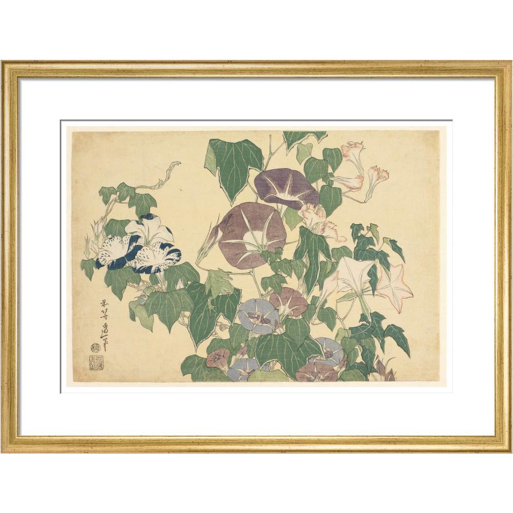 Convolvulus and Tree-Frog - Art print
