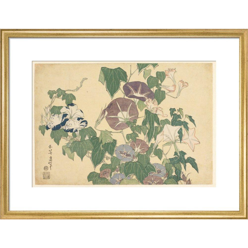 Convolvulus and Tree-Frog - Art print