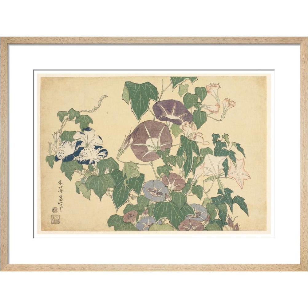 Convolvulus and Tree-Frog - Art print