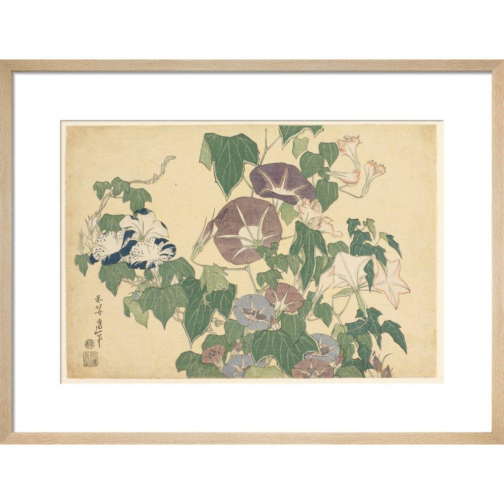 Convolvulus and Tree-Frog - Art print