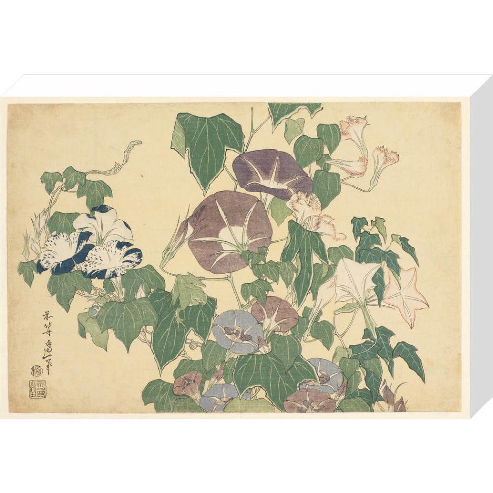 Convolvulus and Tree-Frog - Art print
