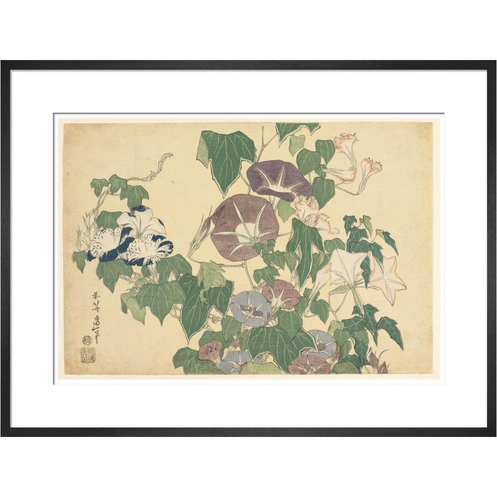 Convolvulus and Tree-Frog - Art print