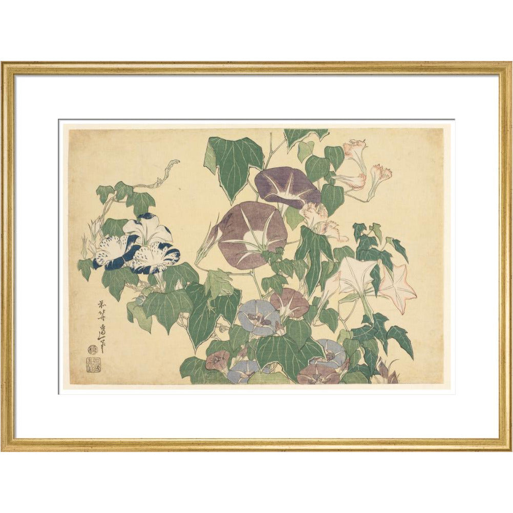 Convolvulus and Tree-Frog - Art print
