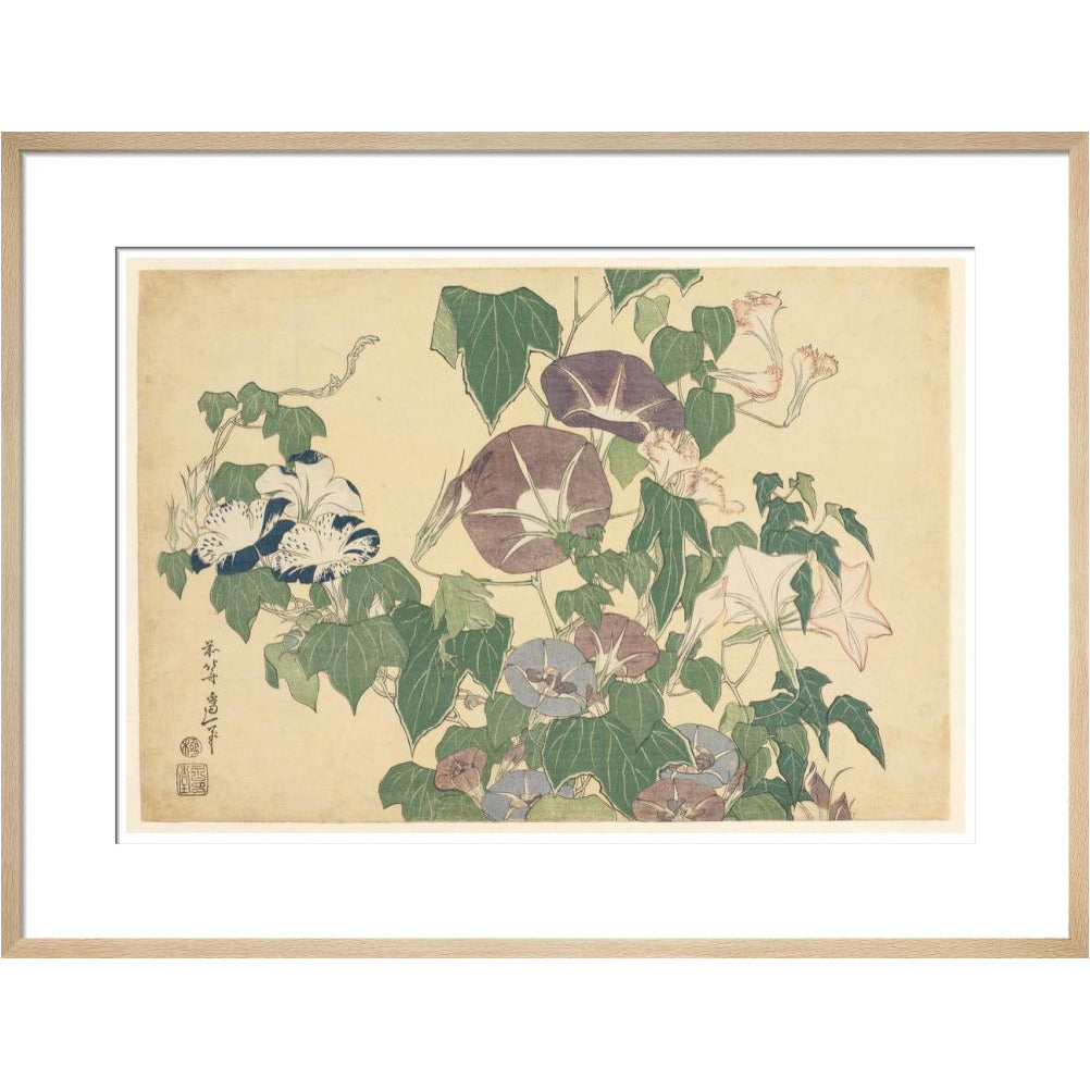 Convolvulus and Tree-Frog - Art print