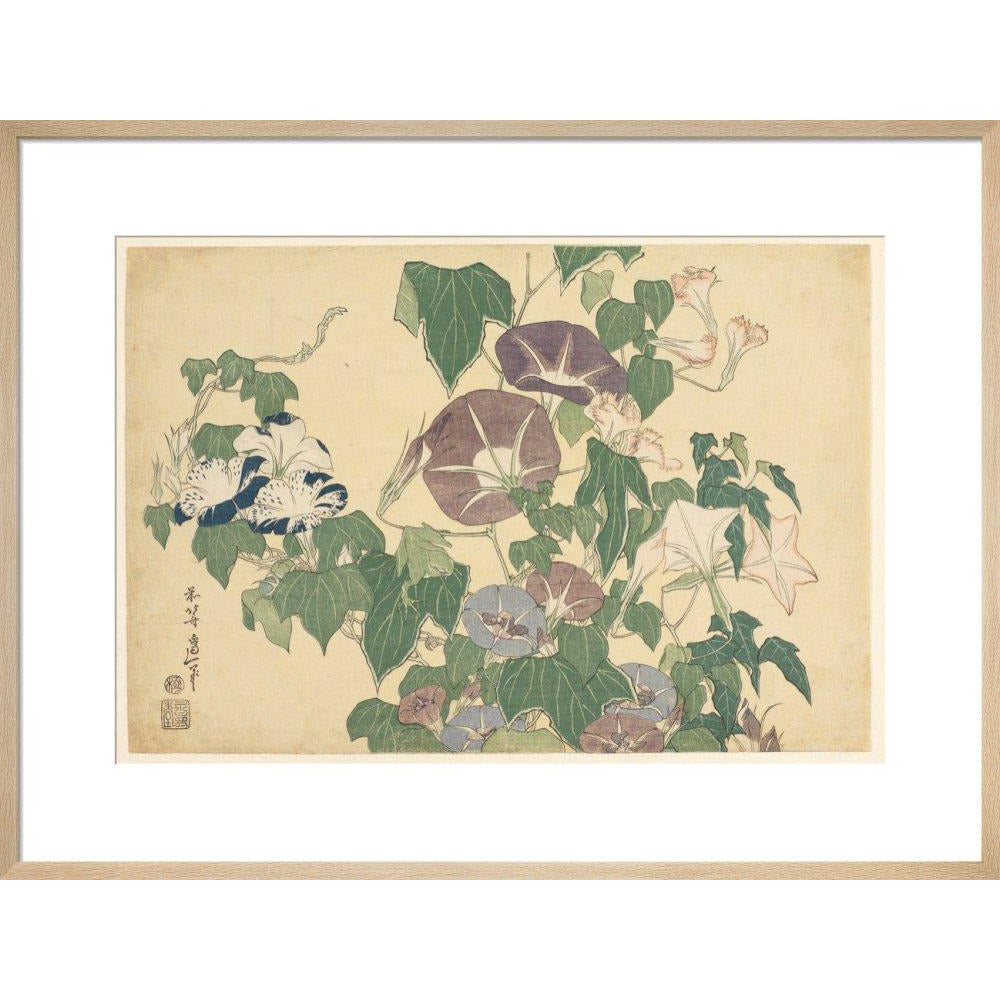 Convolvulus and Tree-Frog - Art print