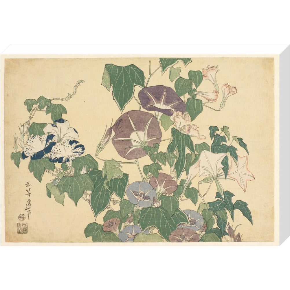 Convolvulus and Tree-Frog - Art print