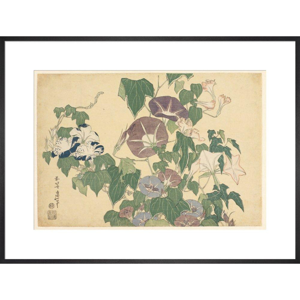 Convolvulus and Tree-Frog - Art print