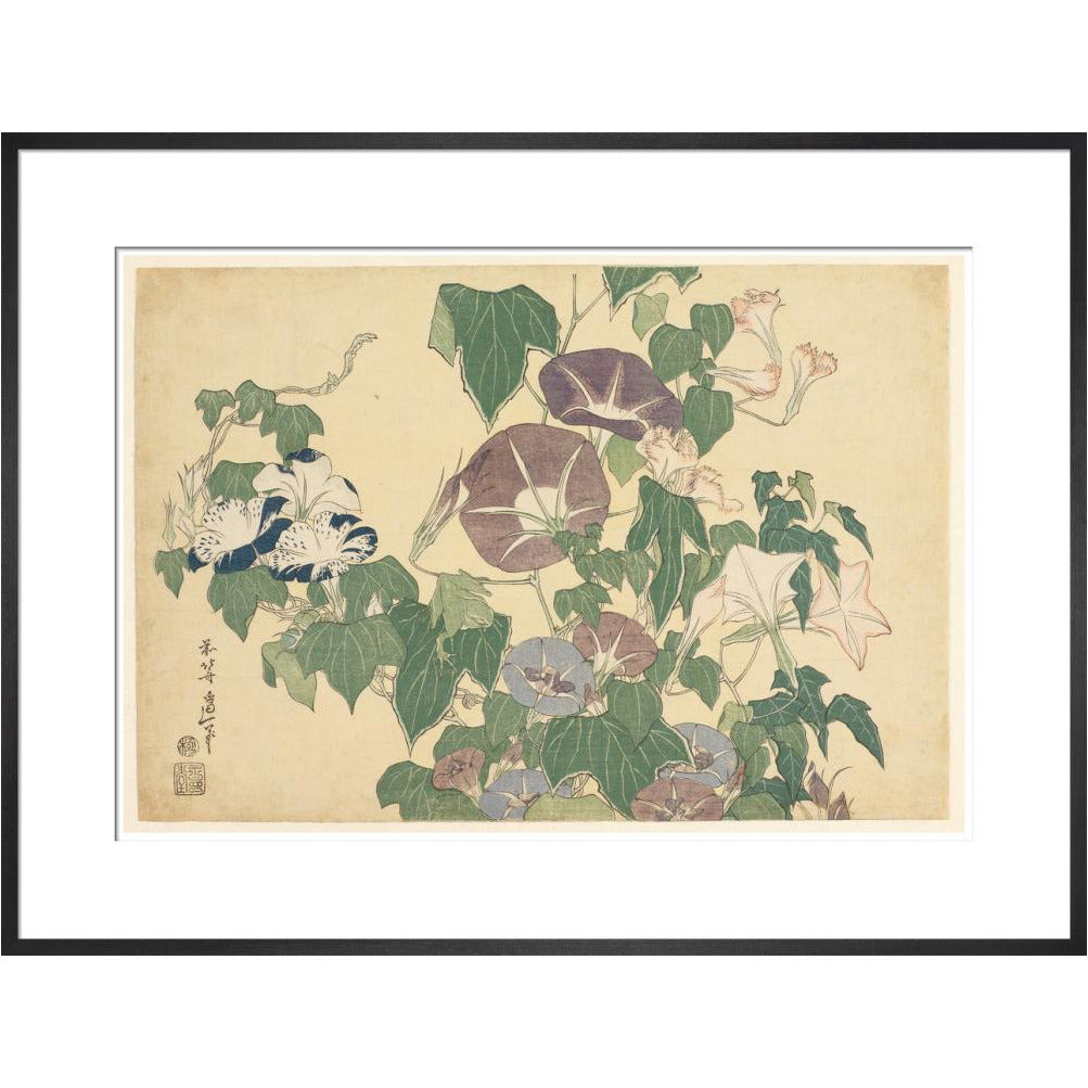 Convolvulus and Tree-Frog - Art print