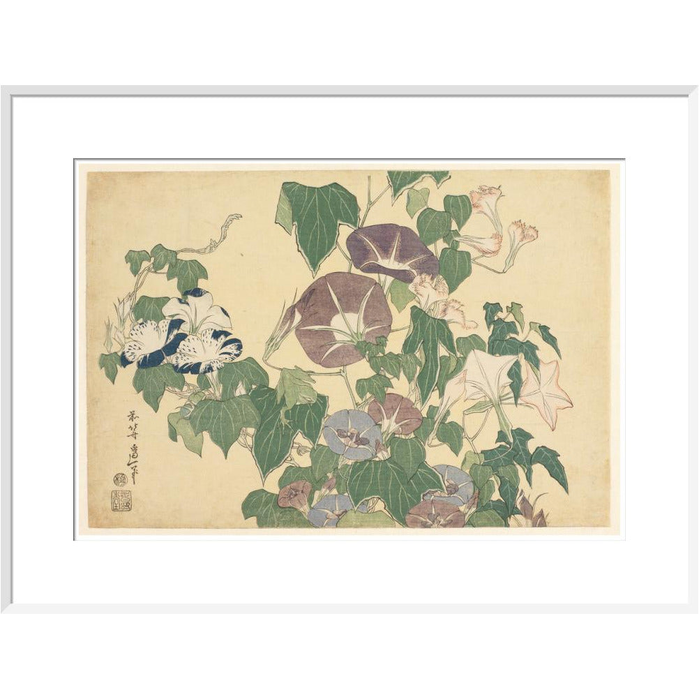 Convolvulus and Tree-Frog - Art print