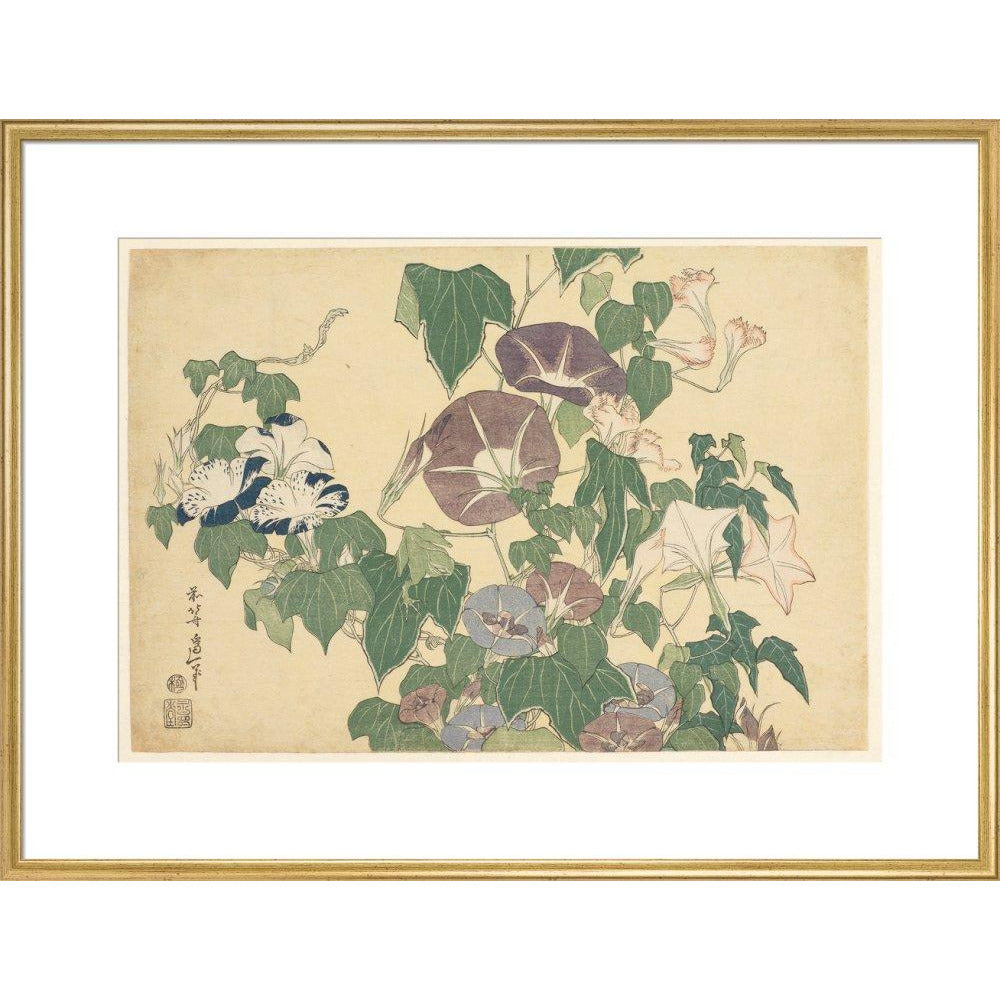 Convolvulus and Tree-Frog - Art print
