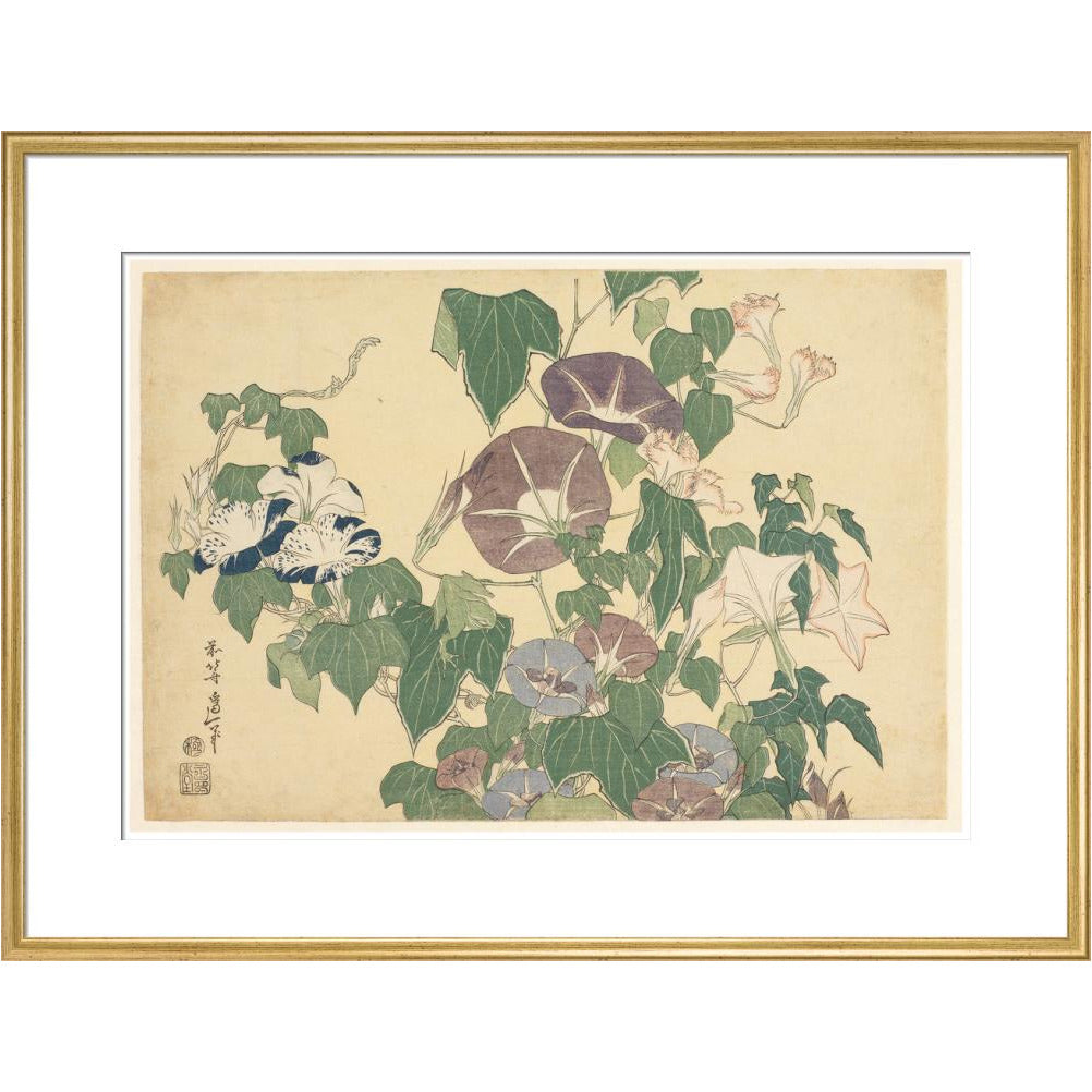Convolvulus and Tree-Frog - Art print