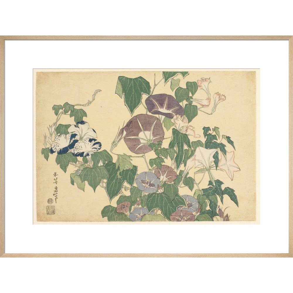 Convolvulus and Tree-Frog - Art print