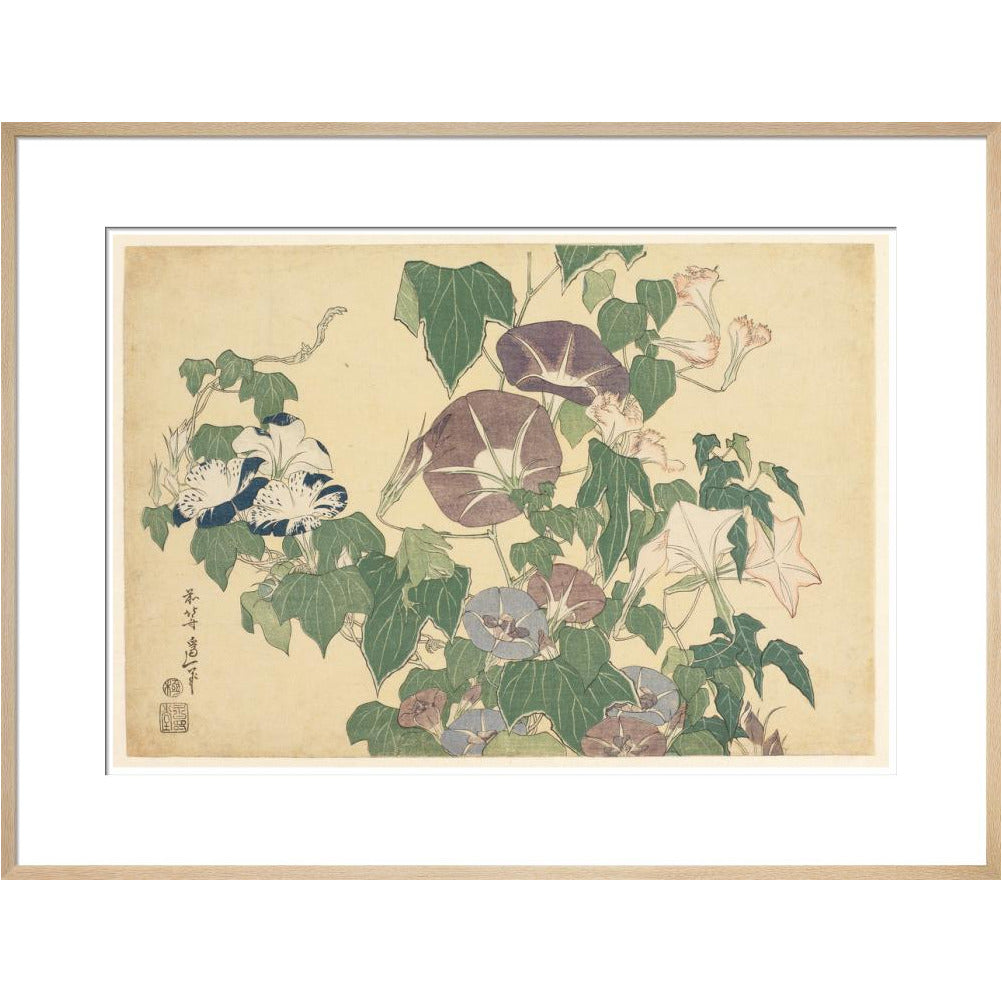 Convolvulus and Tree-Frog - Art print