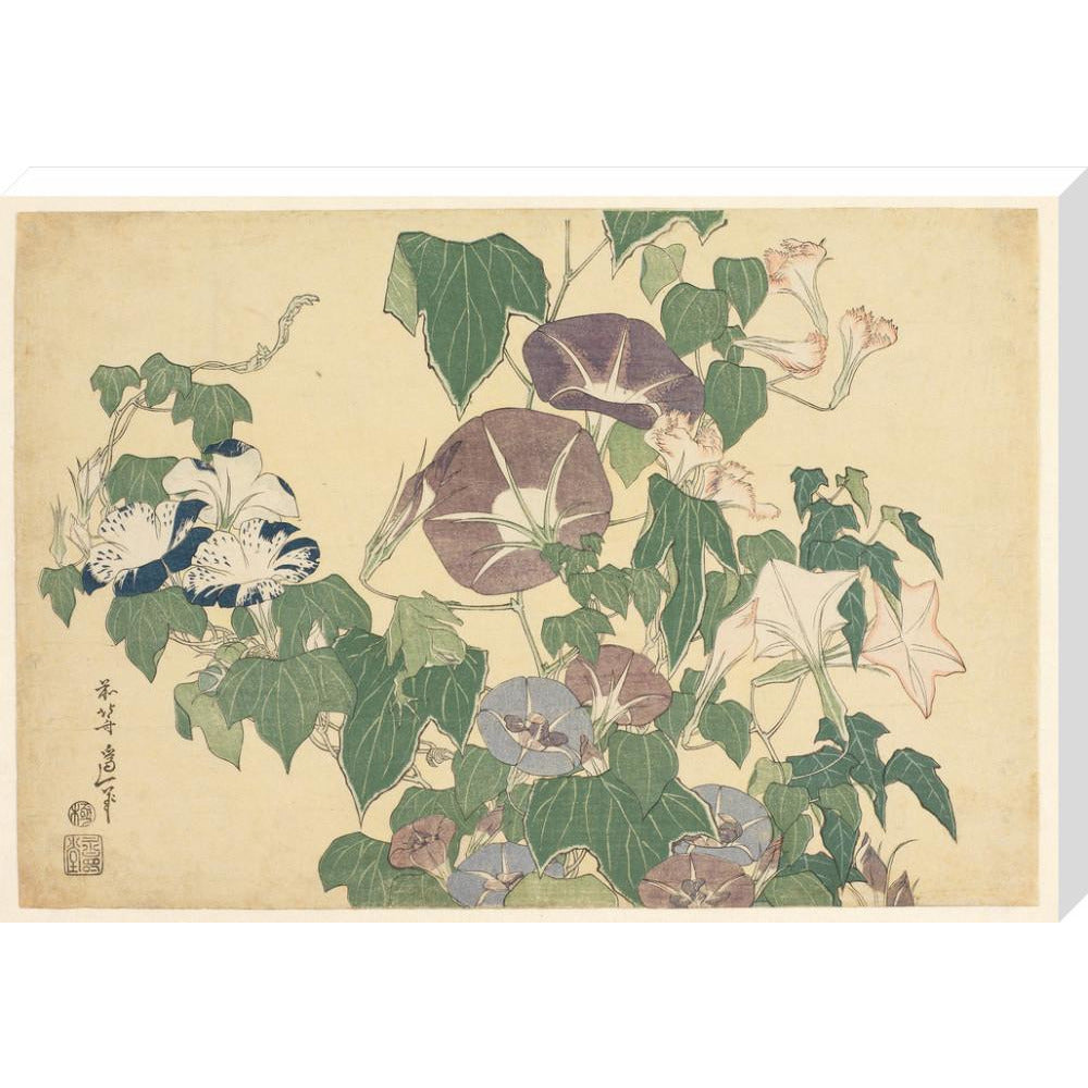 Convolvulus and Tree-Frog - Art print