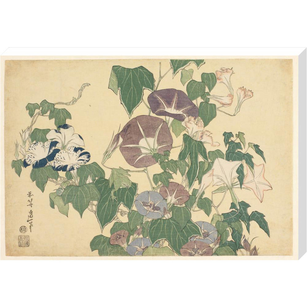 Convolvulus and Tree-Frog - Art print
