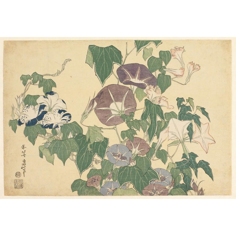 Convolvulus and Tree-Frog - Art print