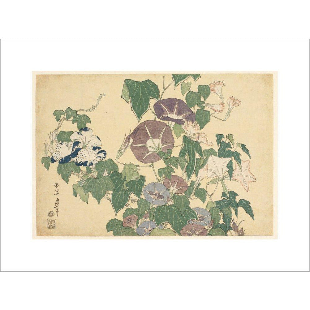 Convolvulus and Tree-Frog - Art print