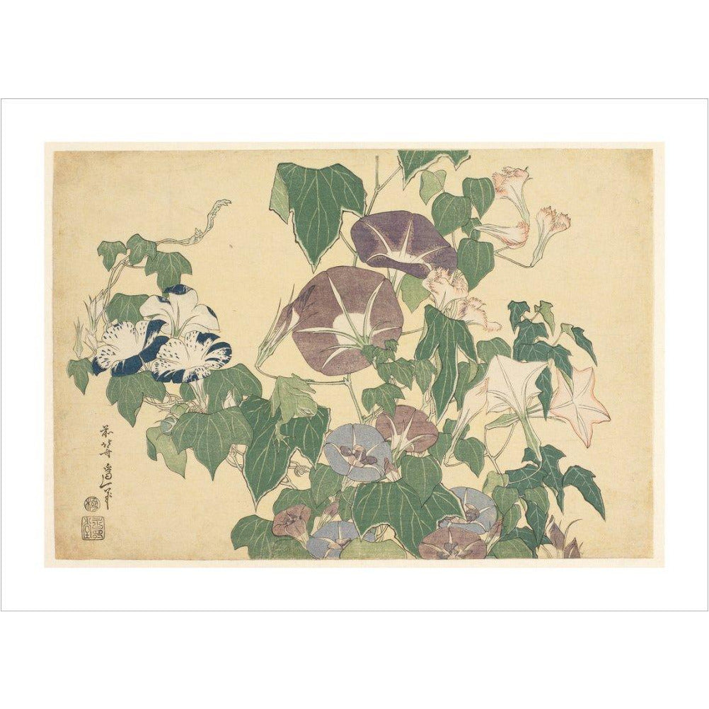 Convolvulus and Tree-Frog - Art print