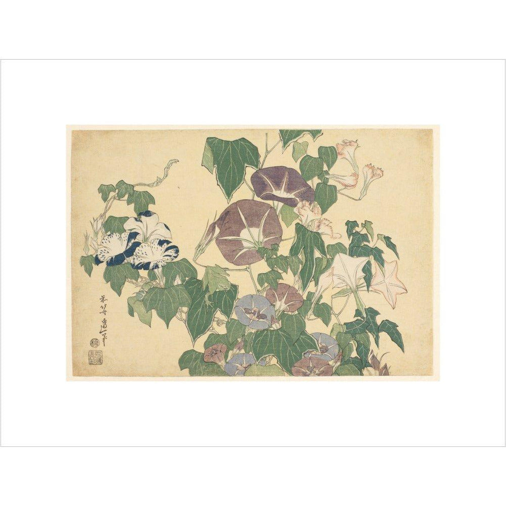Convolvulus and Tree-Frog - Art print