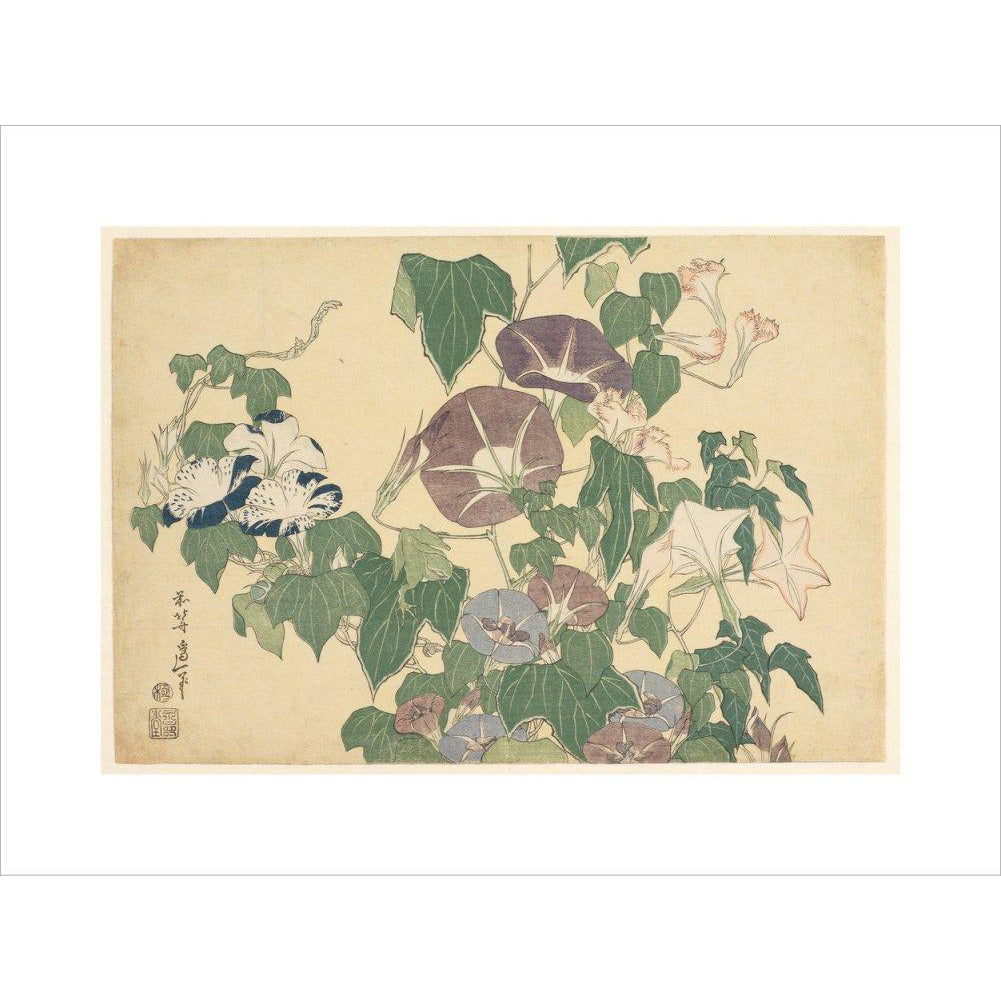 Convolvulus and Tree-Frog - Art print