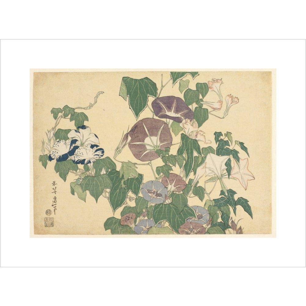 Convolvulus and Tree-Frog - Art print