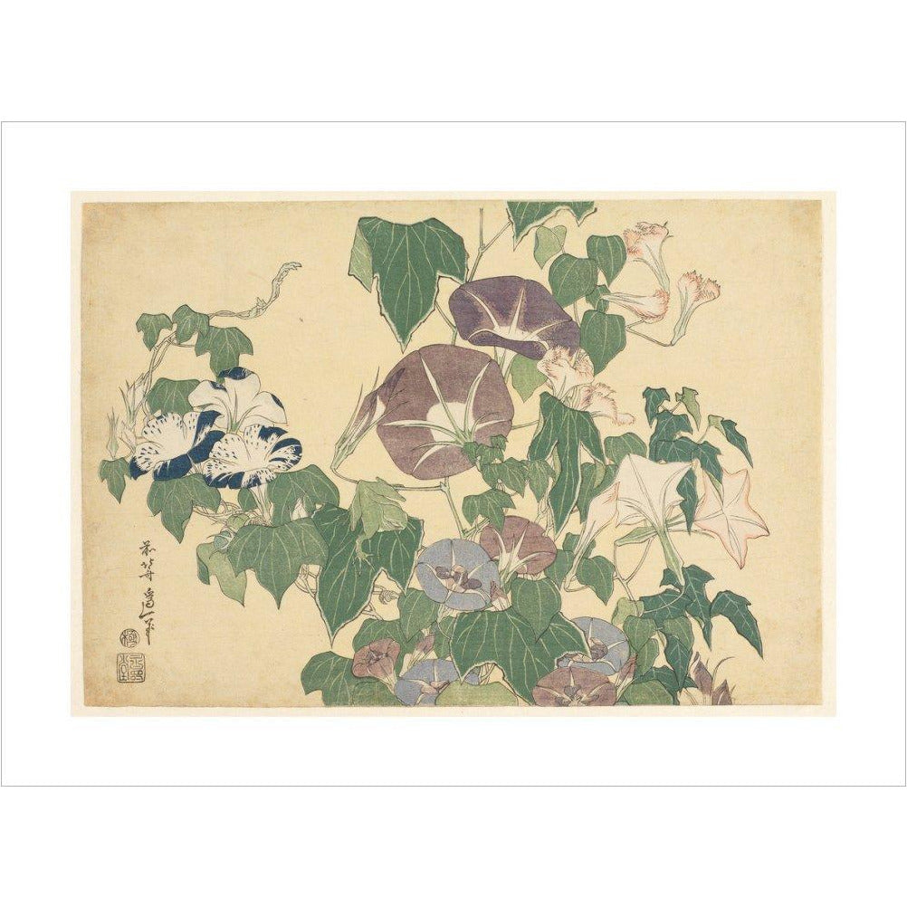 Convolvulus and Tree-Frog - Art print