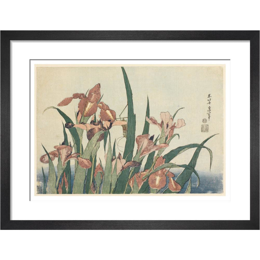 Irises and grasshopper - Art print