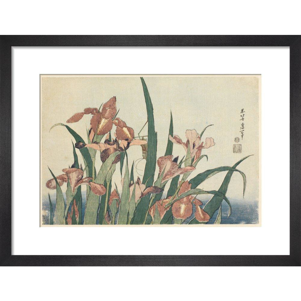 Irises and grasshopper - Art print