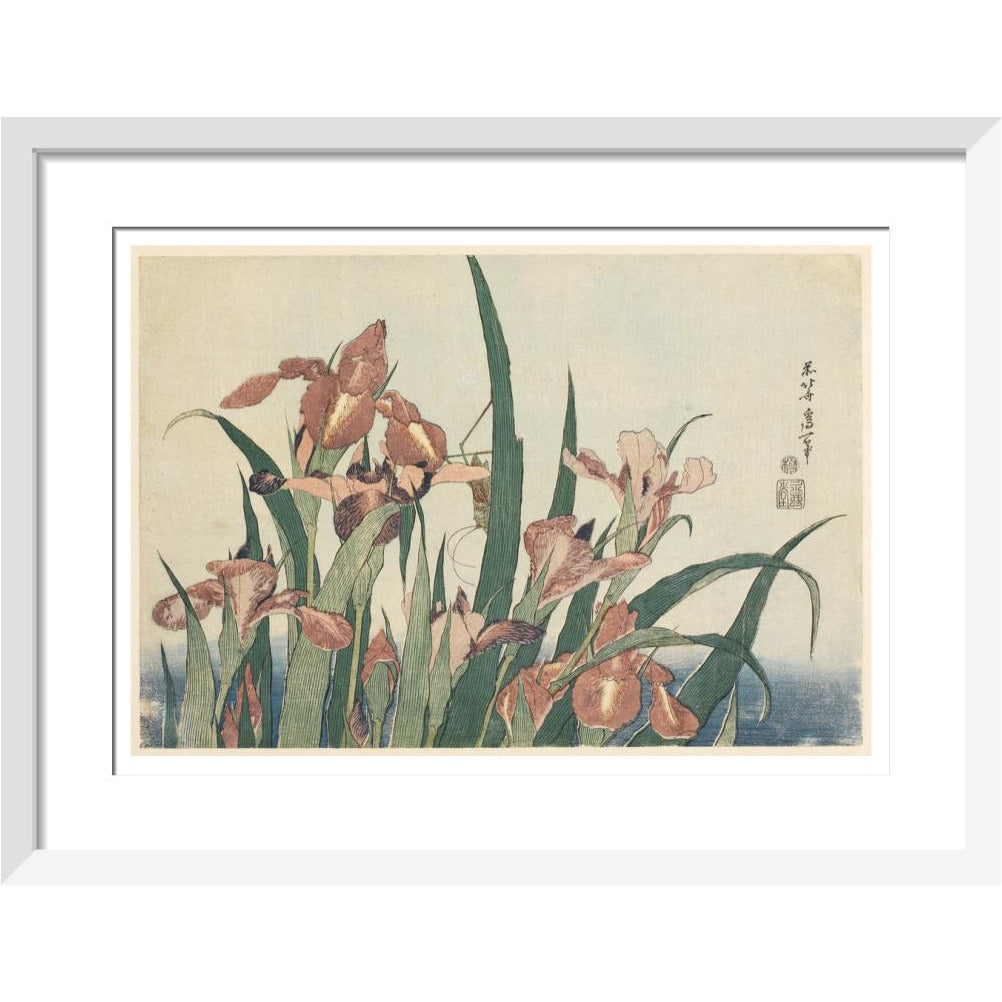 Irises and grasshopper - Art print