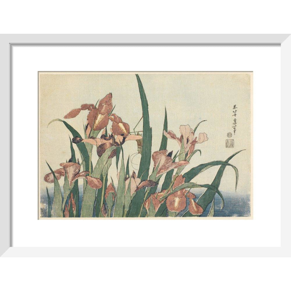 Irises and grasshopper - Art print