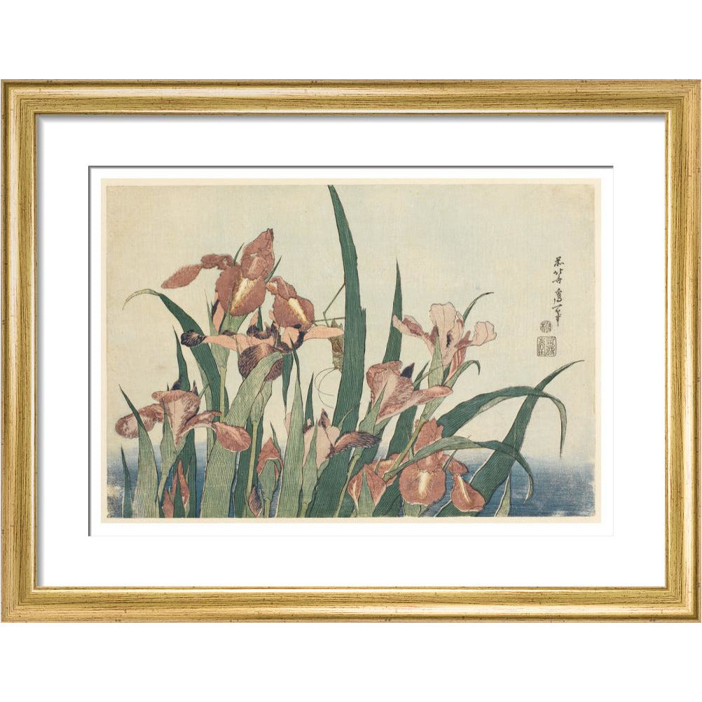 Irises and grasshopper - Art print