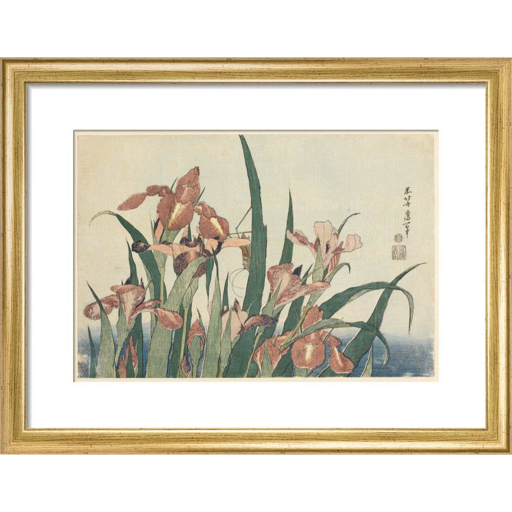 Irises and grasshopper - Art print