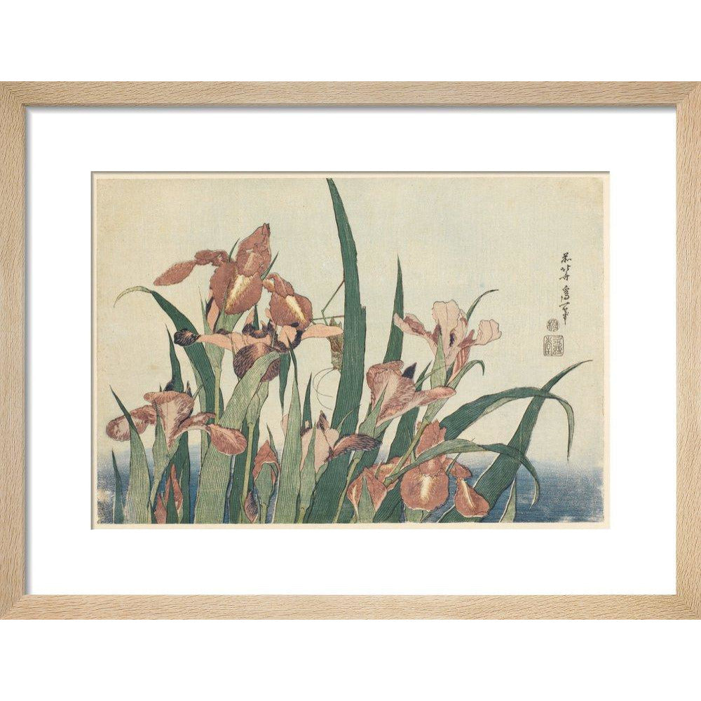 Irises and grasshopper - Art print